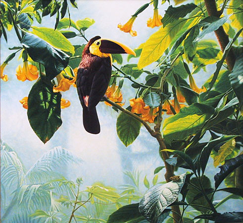 Swainsons Toucan